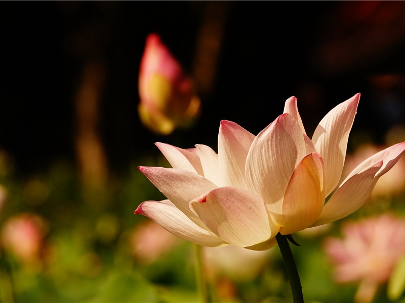 “水果之王”——芒果- 形形色色的植物世界