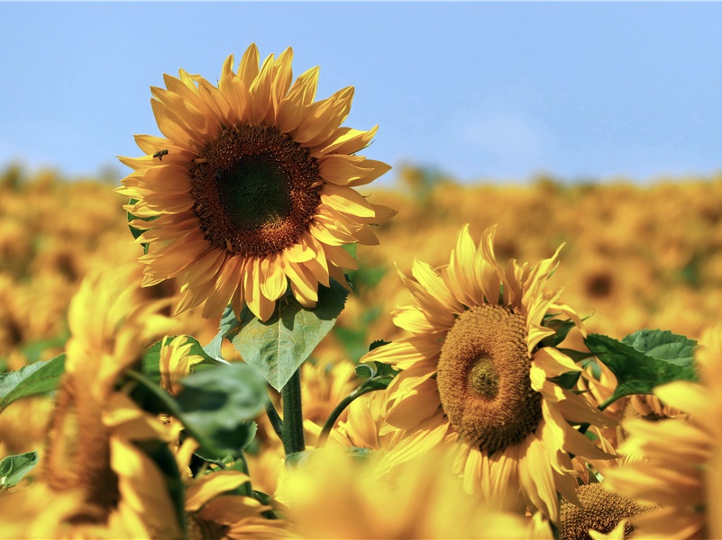 最轻的树- 形形色色的植物世界