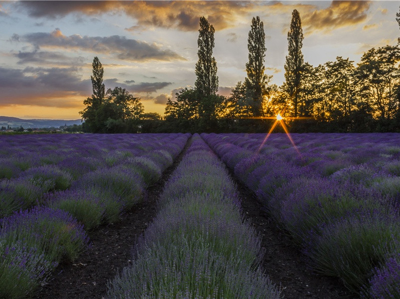 南瓜能长多大- 形形色色的植物世界