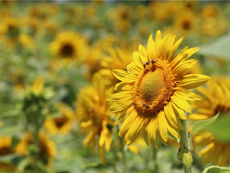 世界上什么植物的种子最大- 形形色色的植物世界