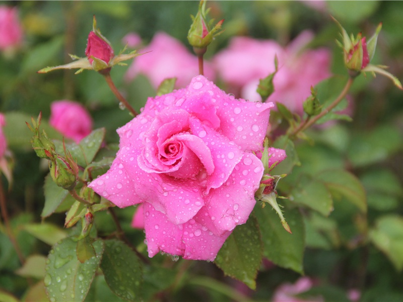 世界上什么植物的种子最小- 形形色色的植物世界