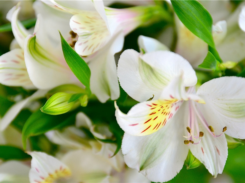 世界上最毒的植物是什么- 形形色色的植物世界