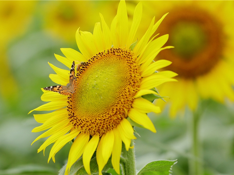 香蕉为什么没有籽- 形形色色的植物世界