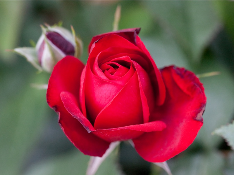 黄瓜尾端有的苦味大，有的苦味小- 形形色色的植物世界