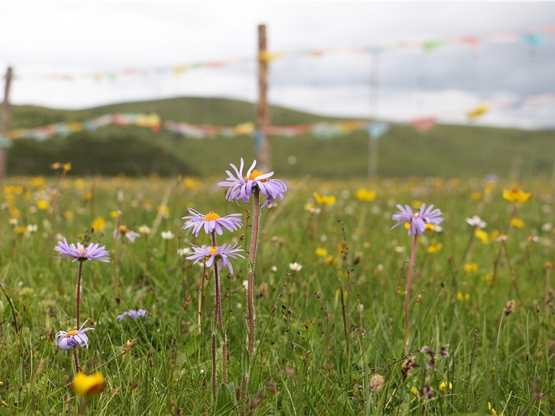 为什么生石花的模样像石头- 神奇的生命