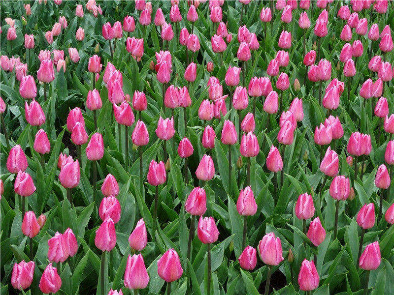 为什么落叶着地时叶背向上- 神奇的生命