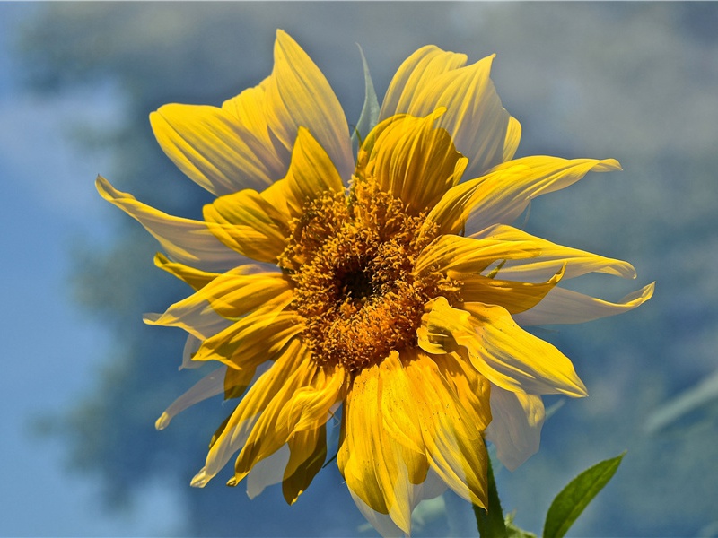 会骑蜜蜂的雄蕊- 神奇的生命