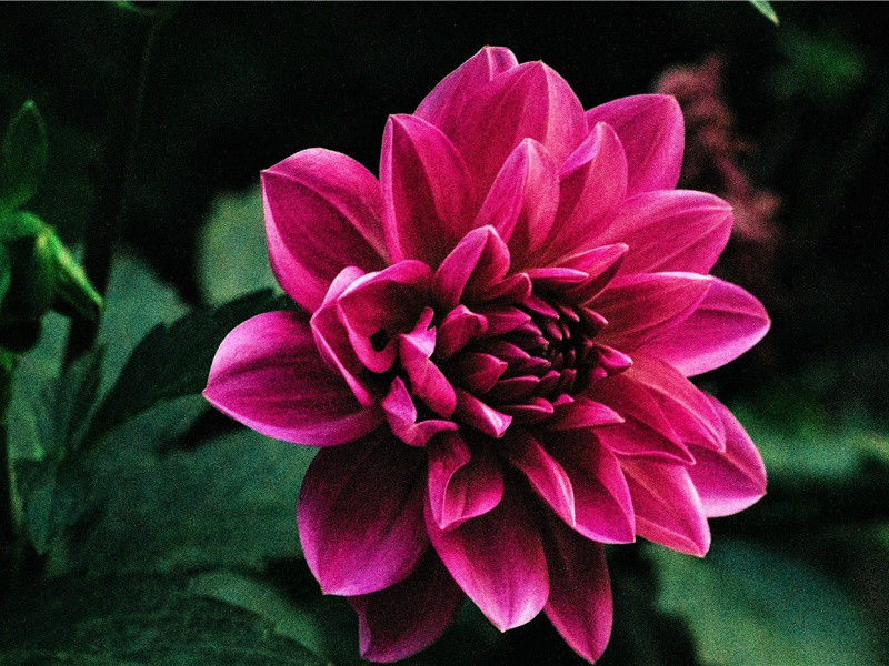 黑花为什么特别少- 神奇的生命