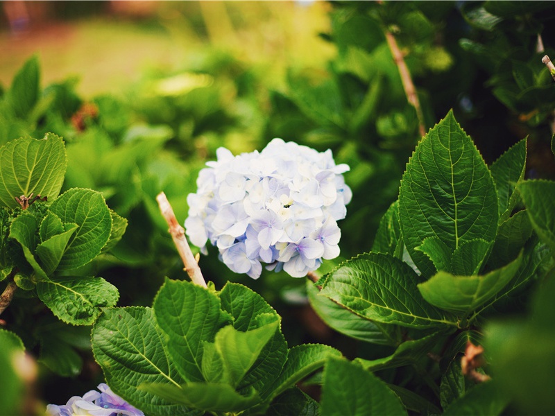 洗花水浴-世间民族的奇特