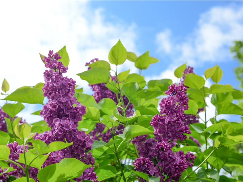 第一只脚-世间民族的奇特