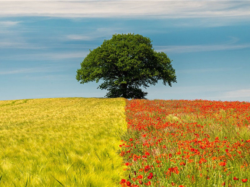 做新娘的资格-世间民族的奇特