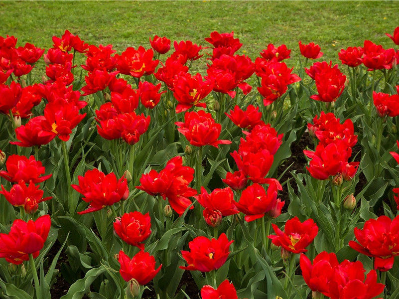 装扮大神游行-世间民族的奇特