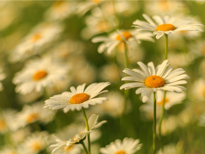 结婚在冰室中-世间民族的奇特