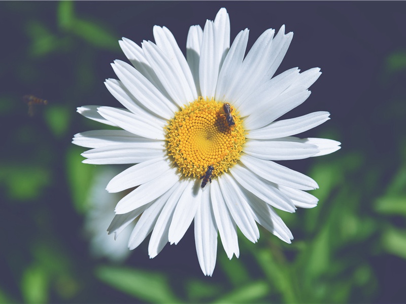 罕见的未婚夫集市-世间民族的奇特