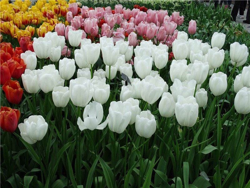 气球征婚-世间民族的奇特