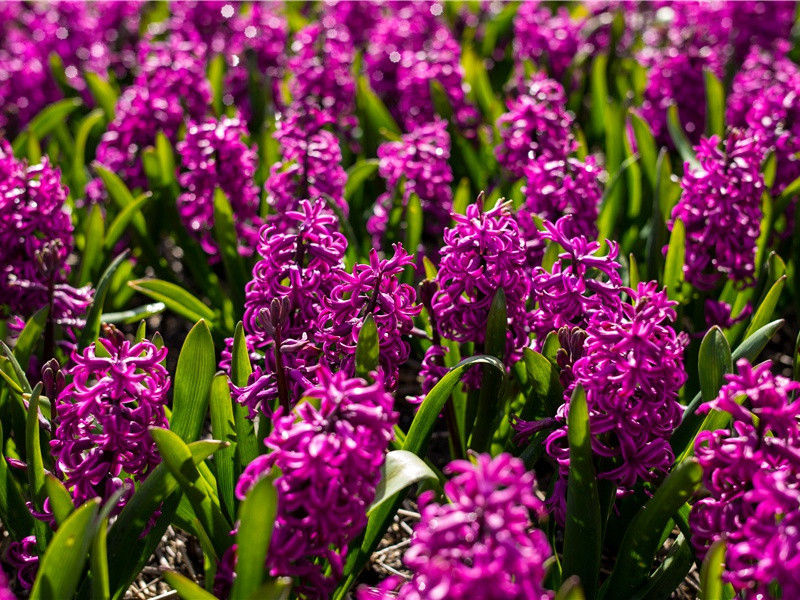 一则“出售丈夫”的广告-世间民族的奇特