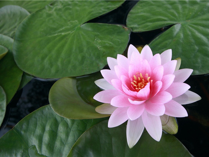 丑女大学-世间民族的奇特