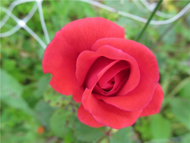 千奇百怪的“成年仪式”-世间民族的奇特