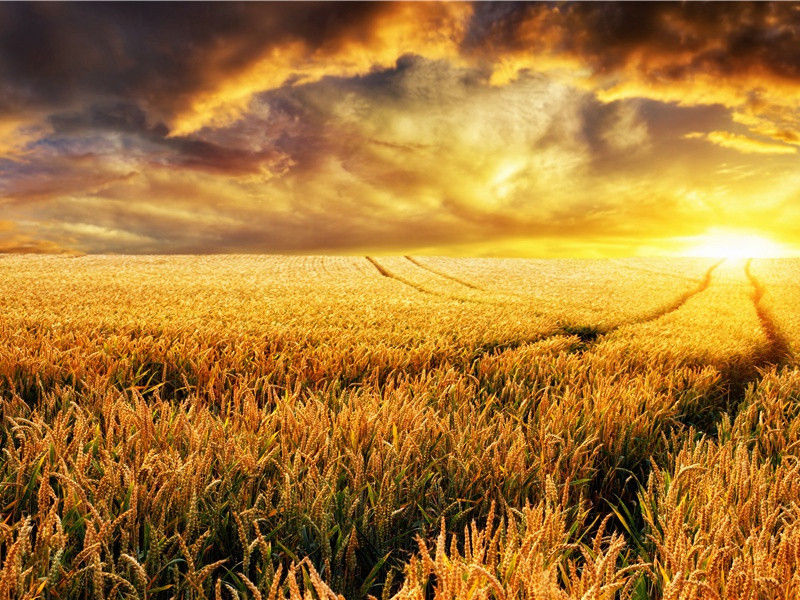 不可思议的长脖子-世间民族的奇特