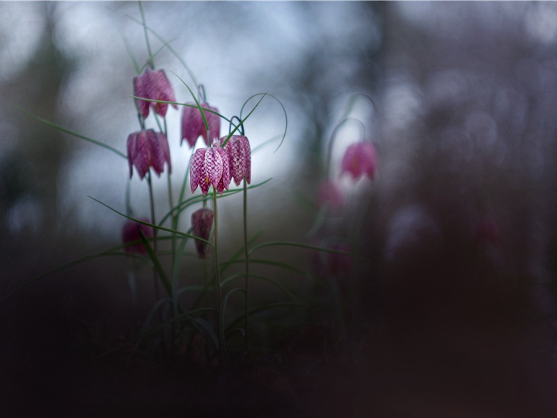 断指怪俗-世间民族的奇特