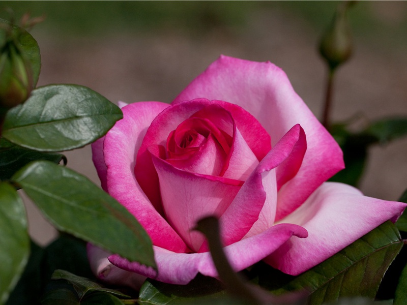 美国的“天葬公司”-世间民族的奇特