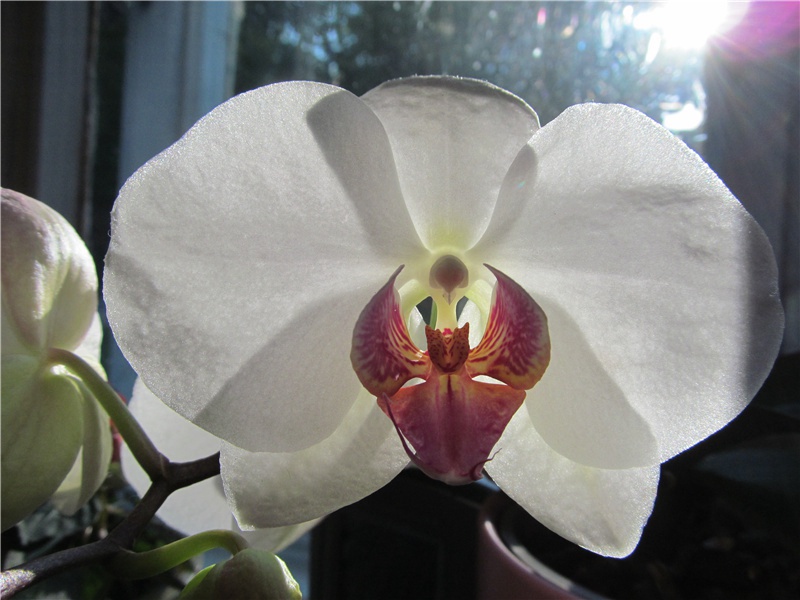 有生命的耳环-世间民族的奇特