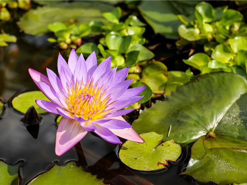 不用房子的村子-世间民族的奇特