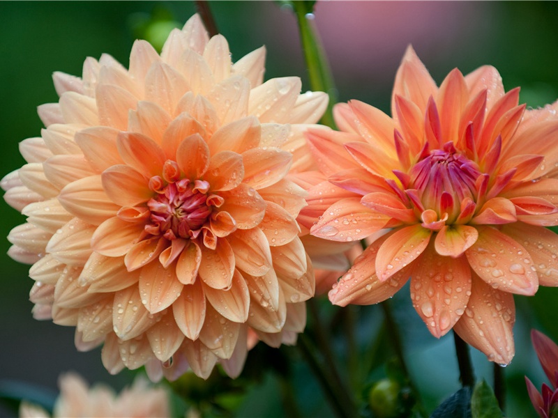 吊著的村寨-世间民族的奇特