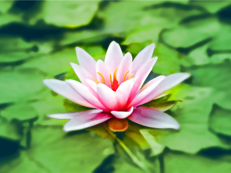 赞比亚人喜欢吃毛虫-世间民族的奇特