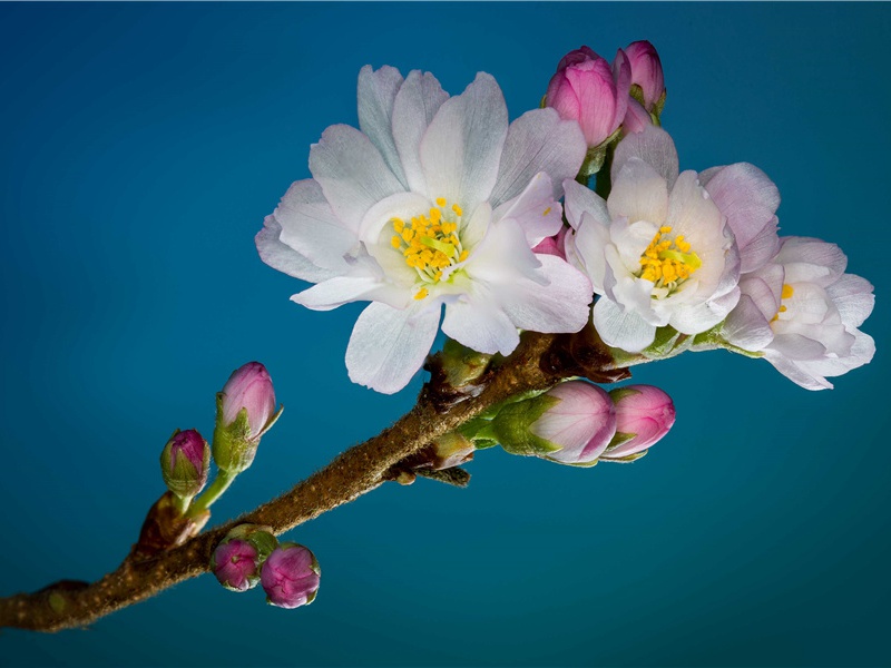 蟋蟀成佳肴-世间民族的奇特