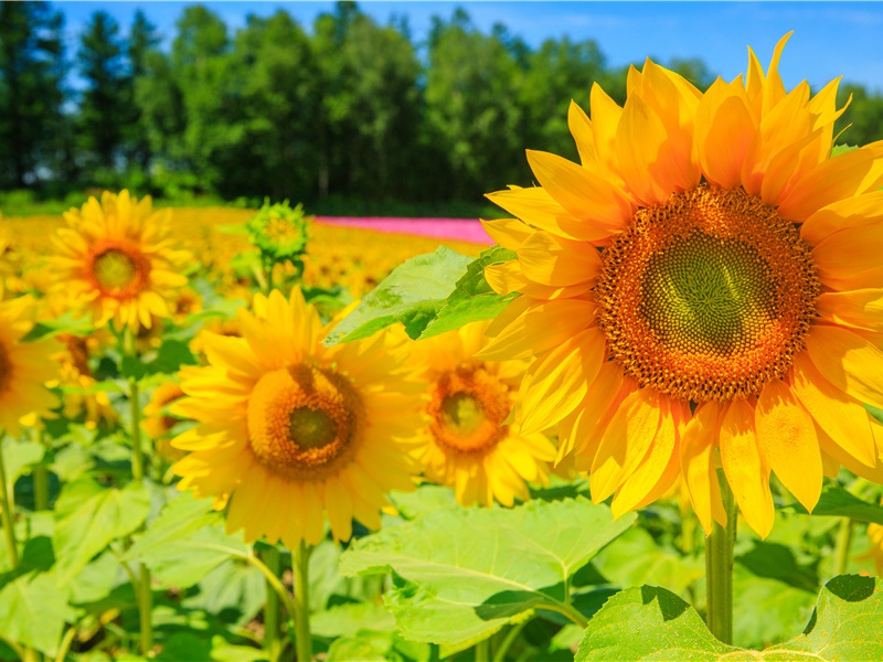 巴布亚族设场地供夫妻吵架-世间民族的奇特