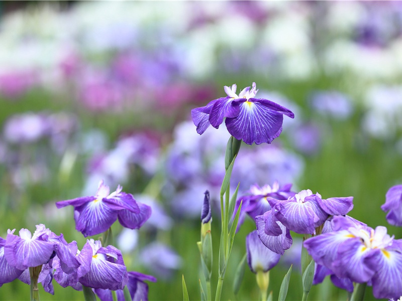 啼笑皆非的请假新规则-世间民族的奇特