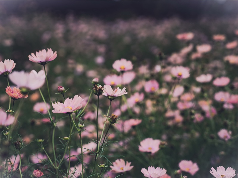 受到奇异处罚的男子汉-世间民族的奇特