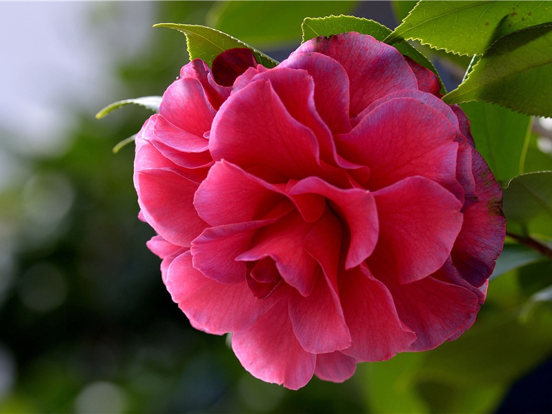 活蛇耳环-世间民族的奇特