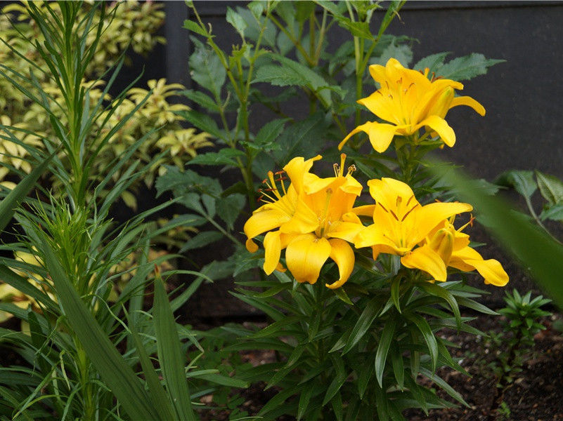 这样的画家-世间民族的奇特