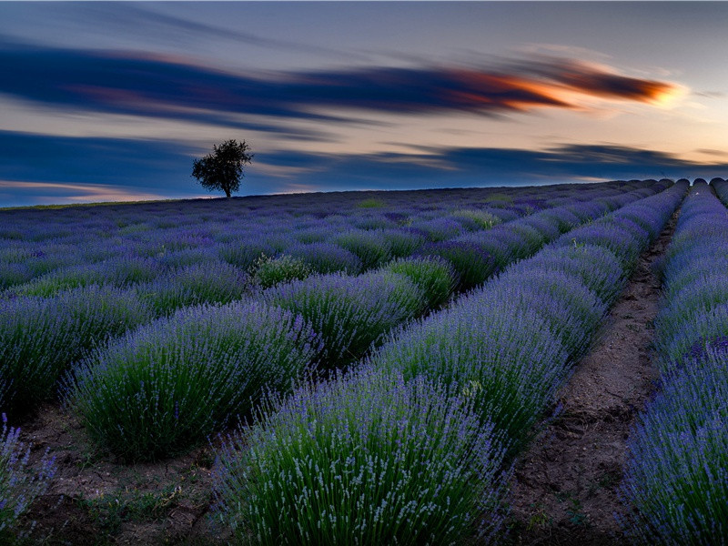 与众不同的搬运公司-世间民族的奇特