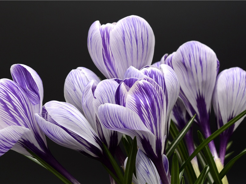 石头王冠-世间民族的奇特