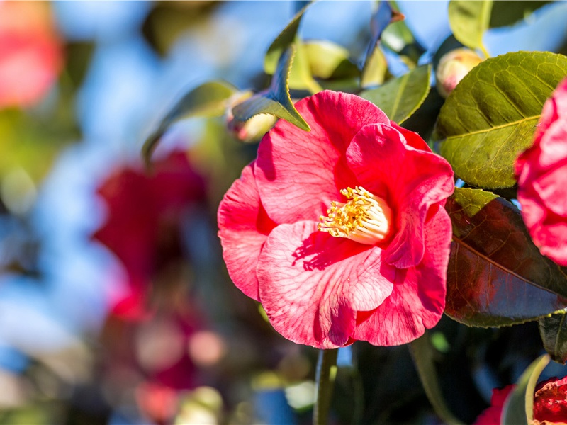 美国训练猴子当护士-世间民族的奇特