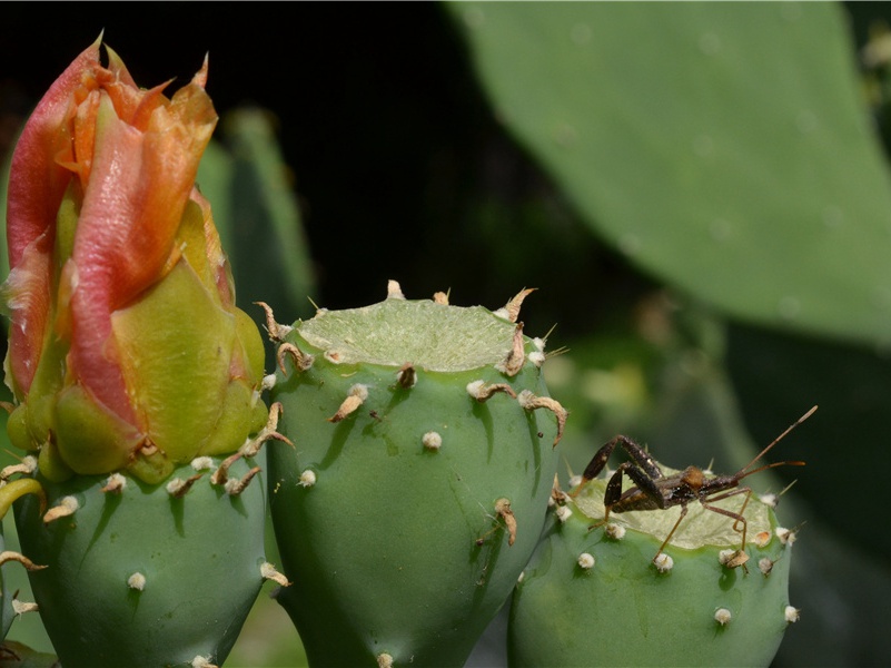 日本修建首座“猴子专用桥”-世间民族的奇特