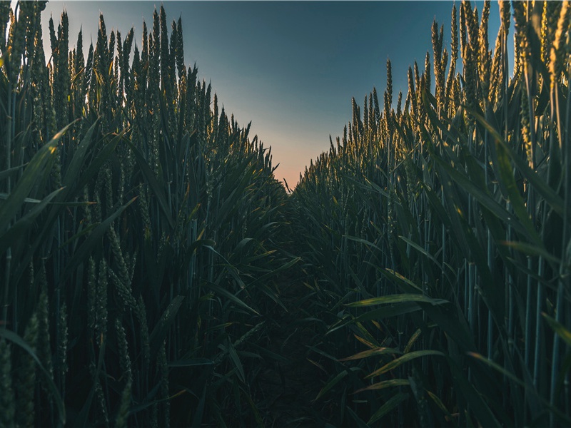 有趣的动物比赛-世间民族的奇特