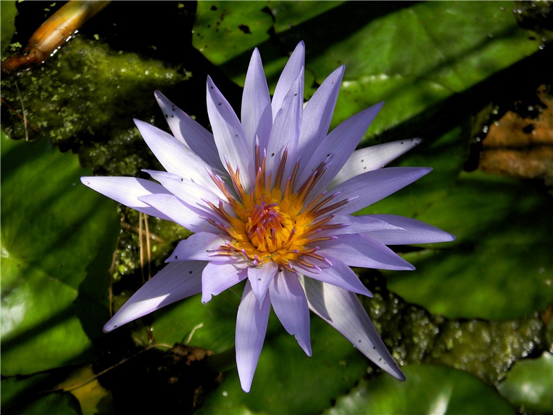 大象足球赛-世间民族的奇特