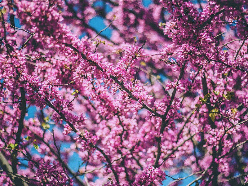 给猴子发护照-世间民族的奇特