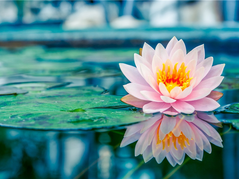 双面婴儿-奇特的孩童