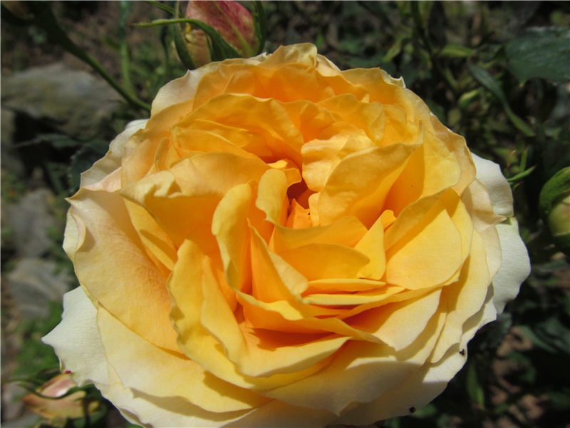 太空婴儿-奇特的孩童