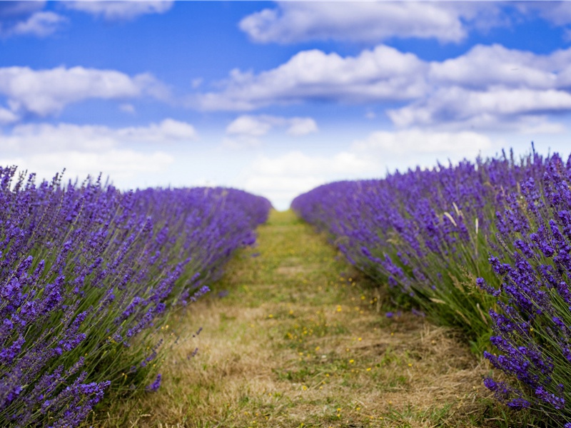 鱼鳞婴儿-奇特的孩童