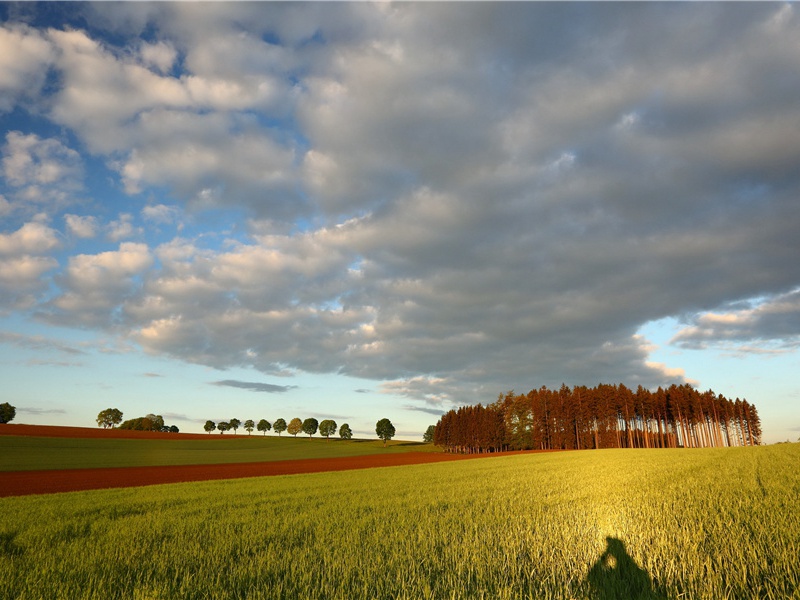 糖衣婴儿-奇特的孩童