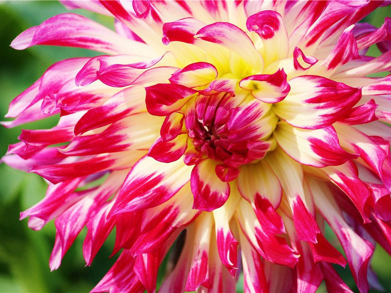 吹口哨婴儿-奇特的孩童