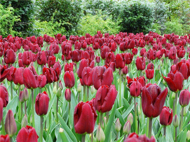 不同肤色的双胞胎-奇特的孩童