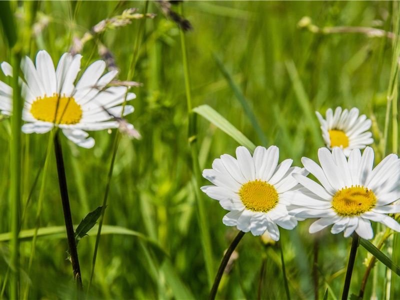 浑身长鳞的男孩-奇特的孩童