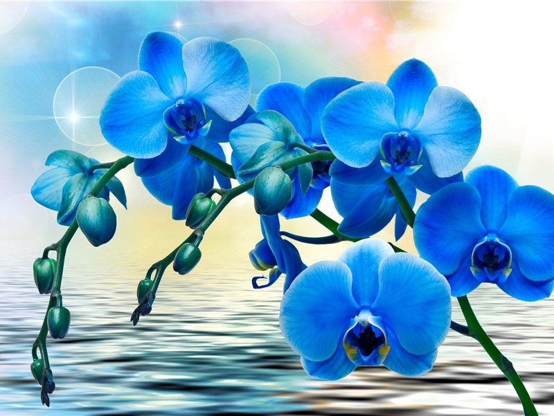 不睡觉的男孩-奇特的孩童